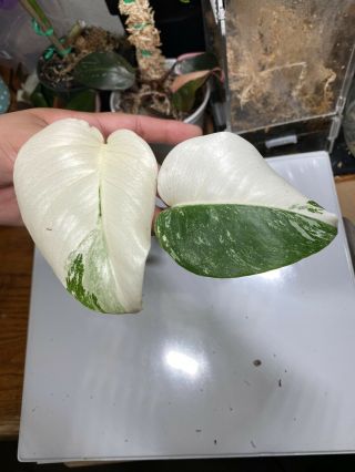 Monstera Albo Top Cutting Rooted - Rare Halfmoon Marble Highly Variegated
