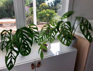 Rare Monstera Esqueleto Aka Epipremnoides Fully Rooted Cutting Not Variegated
