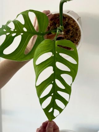 RARE Monstera Esqueleto aka Epipremnoides Fully Rooted Cutting not variegated 2