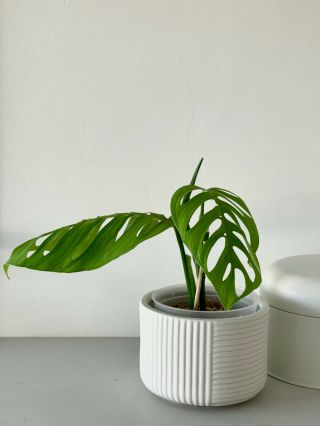 RARE Monstera Esqueleto aka Epipremnoides Fully Rooted Cutting not variegated 3