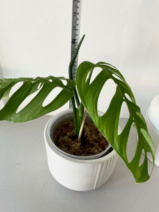 RARE Monstera Esqueleto aka Epipremnoides Fully Rooted Cutting not variegated 4
