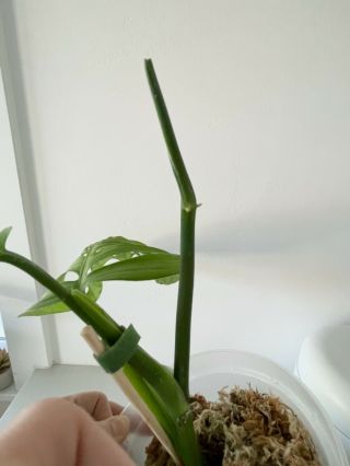 RARE Monstera Esqueleto aka Epipremnoides Fully Rooted Cutting not variegated 5
