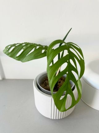 RARE Monstera Esqueleto aka Epipremnoides Fully Rooted Cutting not variegated 6