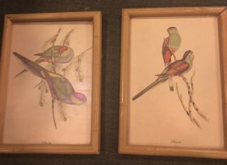 Vintage J Gould Color Bamboo Framed Prints Of Tropical Birds Set Of 2