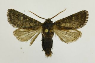 Dasypolia Timoi Rare Noctuidae Moth From South Ural,  Russia,  Mounted