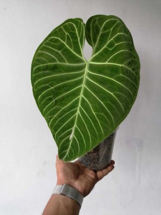 Anthurium Regale From Peru Big Plant,  Rooted,