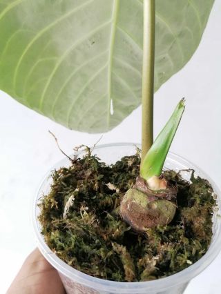 Anthurium Regale from Peru Big Plant,  rooted, 2