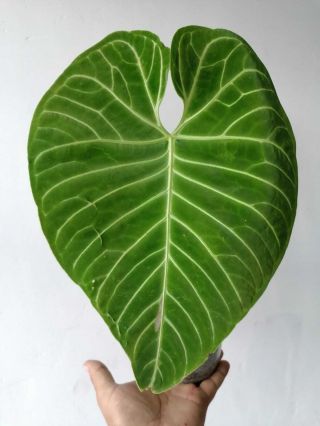 Anthurium Regale from Peru Big Plant,  rooted, 3