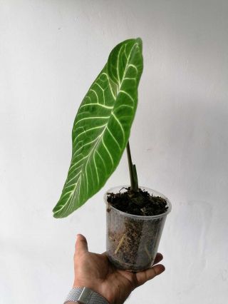 Anthurium Regale from Peru Big Plant,  rooted, 4