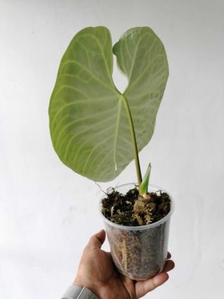 Anthurium Regale from Peru Big Plant,  rooted, 5