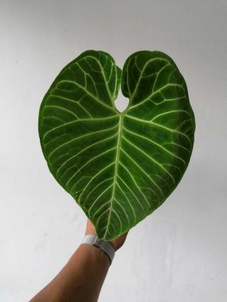 Anthurium Regale from Peru Big Plant,  rooted, 6