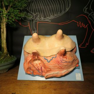 Rare Vintage Anatomical Model Of Cow Udders Anatomy Vet School Bovine Education