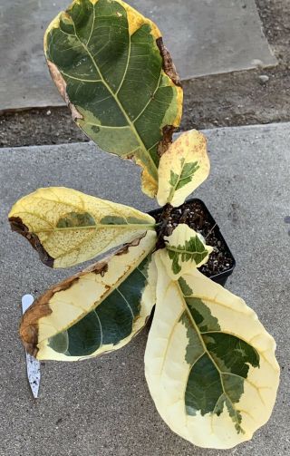 Ficus Lyrata ‘fiddle Leaf Fig’ Variegated/monstera/albo/rare/philodendron