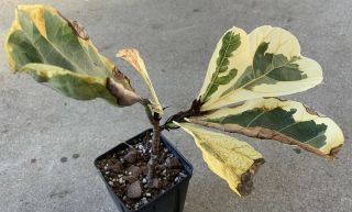 Ficus lyrata ‘Fiddle Leaf Fig’ VARIEGATED/Monstera/albo/RARE/Philodendron 2