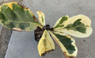 Ficus lyrata ‘Fiddle Leaf Fig’ VARIEGATED/Monstera/albo/RARE/Philodendron 3