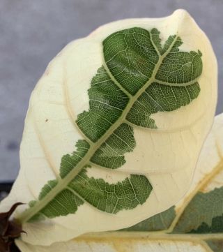Ficus lyrata ‘Fiddle Leaf Fig’ VARIEGATED/Monstera/albo/RARE/Philodendron 4