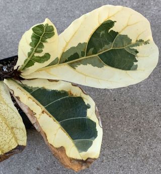 Ficus lyrata ‘Fiddle Leaf Fig’ VARIEGATED/Monstera/albo/RARE/Philodendron 5