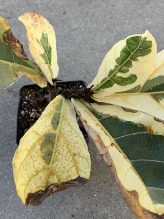 Ficus lyrata ‘Fiddle Leaf Fig’ VARIEGATED/Monstera/albo/RARE/Philodendron 6