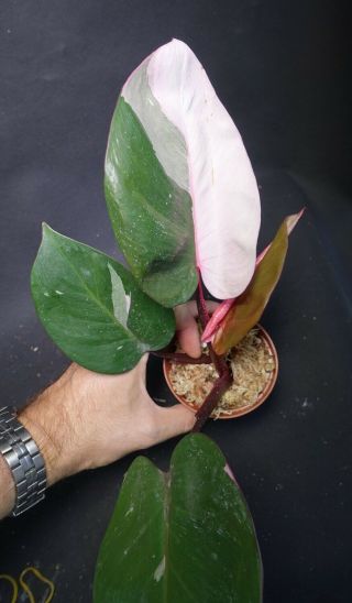 Big Philodendron Pink Princess - Very Rare Variegated Aroid,  Ornamental Leaves