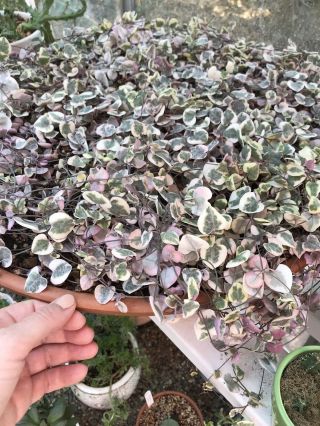 Variegated String Of Hearts Rare Plant 4” Starter Plant Ceropegia Woodii