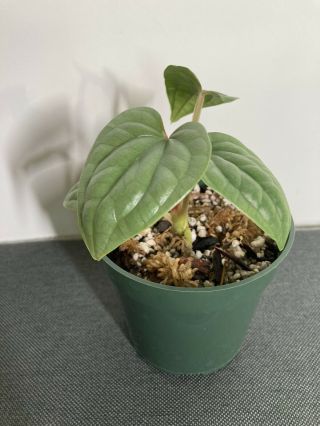 Anthurium Luxurians - Rare Aroid Plant - Seed Grown