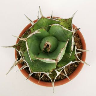 AGAVE TITANOTA RARE pot 20 cm MaMa Cactus 2