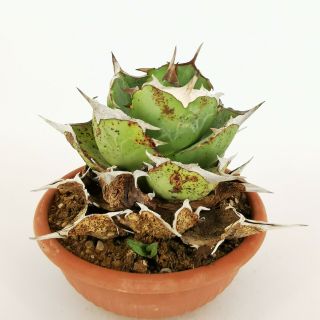 AGAVE TITANOTA RARE pot 20 cm MaMa Cactus 3