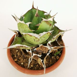 AGAVE TITANOTA RARE pot 20 cm MaMa Cactus 4