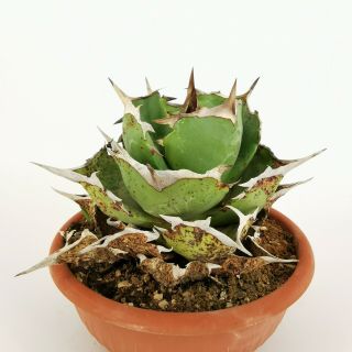 AGAVE TITANOTA RARE pot 20 cm MaMa Cactus 5