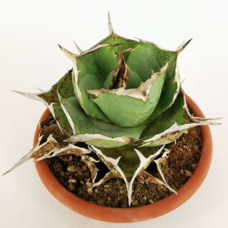 AGAVE TITANOTA RARE pot 20 cm MaMa Cactus 6