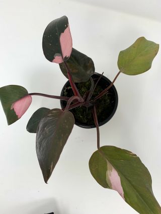 Large Philodendron Pink Princess - 8 Leaves 1 Ft Tall - - Rare Aroid