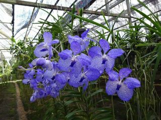 Vanda Coerulea Orchid Plant Rare Species Bloomong Size Thailand With Cites