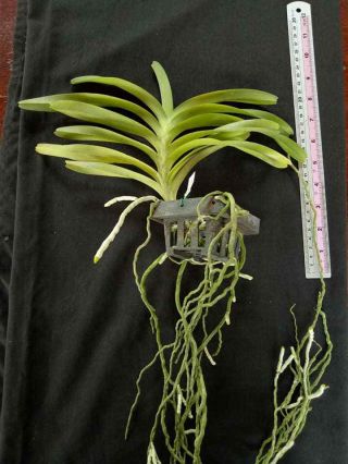 Vanda Coerulea Orchid plant Rare species Bloomong Size THAILAND With CITES 2