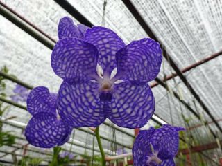 Vanda Coerulea Orchid plant Rare species Bloomong Size THAILAND With CITES 3