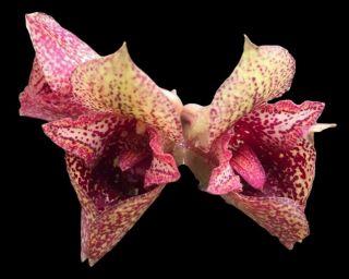 Bulbophyllum Agastor - Extremely Rare & Stunning Orchid Phytosanitary