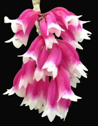 Big Dendrobium Lawesii (pink & White Bicolor) - Extremely Rare & Stunning Orchid