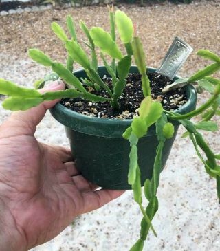 Full Rooted 6 " Pot Of Rhipsalis " Micrantha " Rarely Offered This Size - Wow