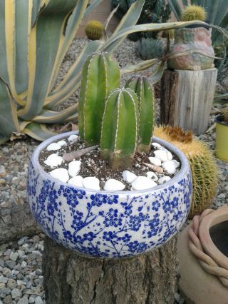 Huge Set Chubby Pachycereus Marginatus Mexican Fence Post 6 " Rooted Cactus