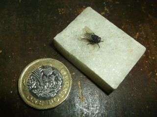 Rare Antique Life Size Austrian Cold Painted Bronze Tiny Fly On A Quartz Stone