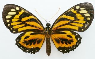 Papilio Neyi Female From Dept.  Loreto,  Peru,  Very Rare,  (repaired)