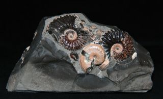 Rare Ammonite Volgoceratoides Deshayesites Aconeceras Fossil Russia