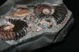 RARE Ammonite Volgoceratoides Deshayesites Aconeceras Fossil Russia 2