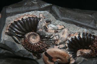 RARE Ammonite Volgoceratoides Deshayesites Aconeceras Fossil Russia 3