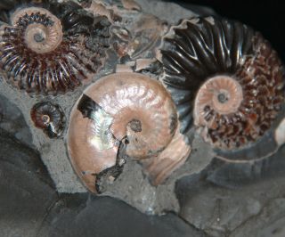 RARE Ammonite Volgoceratoides Deshayesites Aconeceras Fossil Russia 4