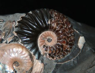 RARE Ammonite Volgoceratoides Deshayesites Aconeceras Fossil Russia 5