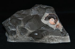 RARE Ammonite Volgoceratoides Deshayesites Aconeceras Fossil Russia 6