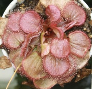 Rare Drosera Falconeri Wolly Sundew Carnivorous Plant