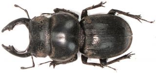 2.  Lucanidae - (hoplogonus) Bornemisszai.  Male,  A2,  Extremely Rare