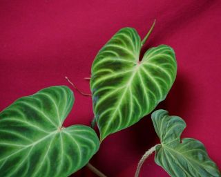 Philodendron Verrucosum Red Back 2 Heads Rare Velvet Aroid Terrarium Plant