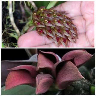 Bulbophyllum Singaporeanum X Orthosepalum Rare Orchid Species Hybrid Plant